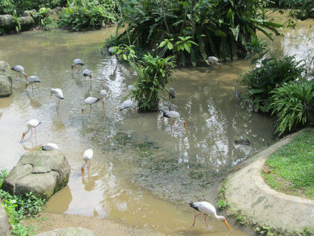 Storks standing serenely by the riverの素材