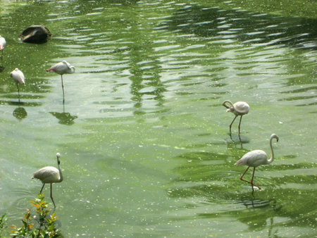 Storks standing by the riverの素材