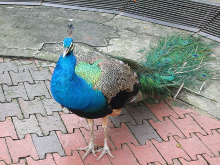 A colourful peacockの素材