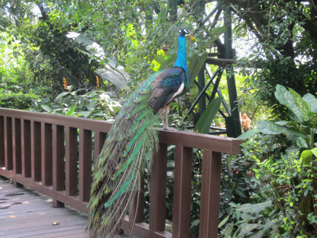 A peacock resting on the fenceの素材