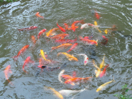 Koi fish in a pondの素材