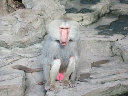 A white baboonの素材