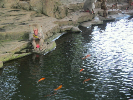 A pack of baboons with fish in the riverの素材