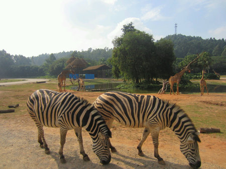 Giraffes and zebras in an open fieldの素材