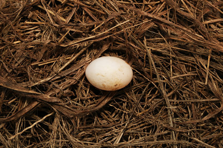 egg bird in the nest