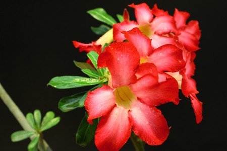 Local flower of the northern of Thailandの写真素材