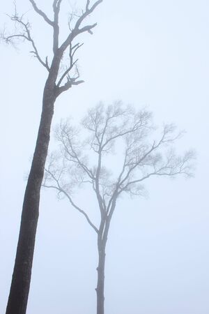 Dry tree in the mistの写真素材