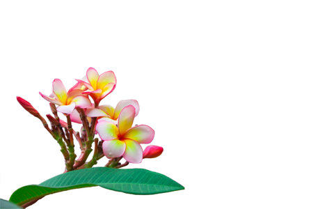 Plumeria acutifolia,the spa flowersの写真素材