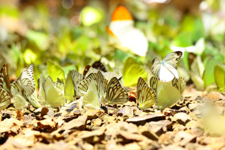 Marble butterfliesの写真素材