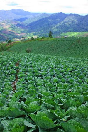 Cabbage cultivation of tribesman in Thailandの写真素材