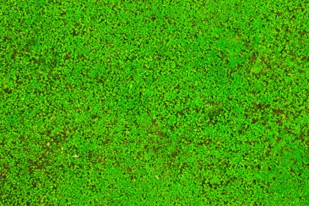 Moss backgroundの写真素材