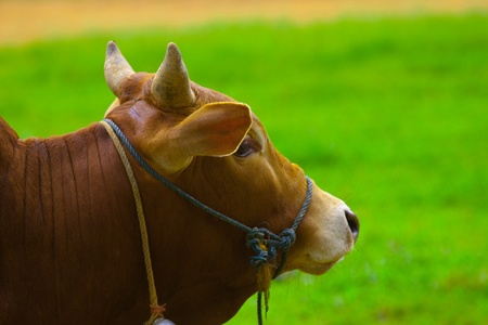 Brown bull on the green backgroundの写真素材