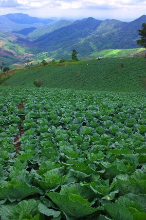 Cabbage cultivation of tribesman in Thailand.の写真素材