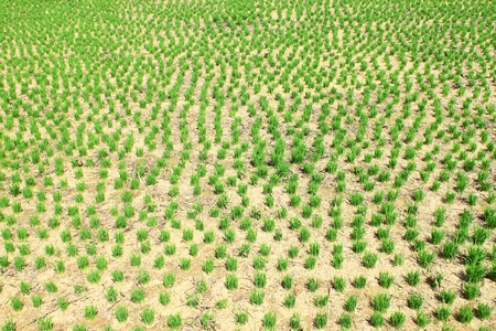 Alive on the dried landの写真素材