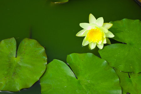 Local water lily of Thailandの写真素材