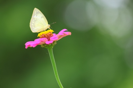 Butterfly and chrysanthemum flowerの写真素材