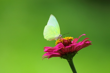 Butterfly on pink Zinnia violacea flowerの写真素材