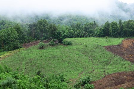 Deforestation for the cultivation among mountainの写真素材