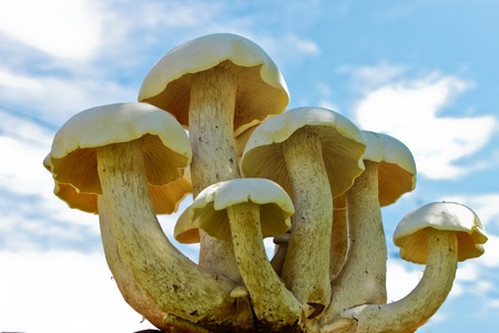 Group of mushroom with blue skyの写真素材