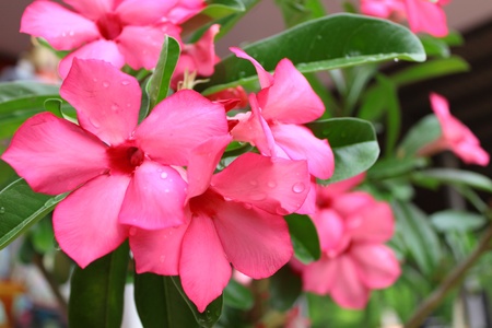 A bunch of pink pagoda tree flowersの写真素材