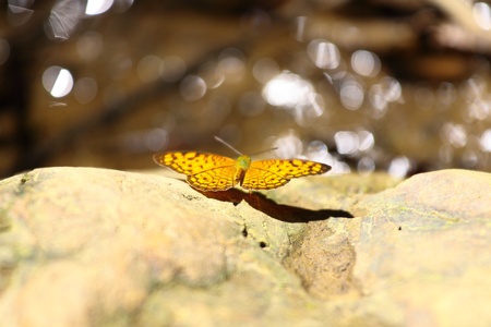 Kang Kra Jarn butterflyの写真素材