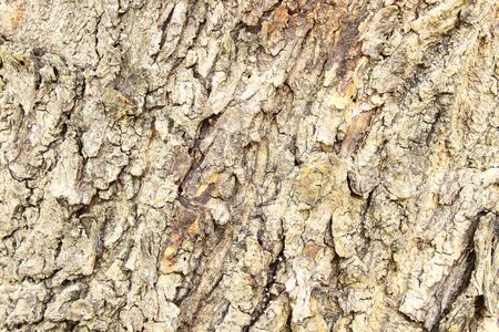 The rough bark of Kum tree in tropical areaの写真素材