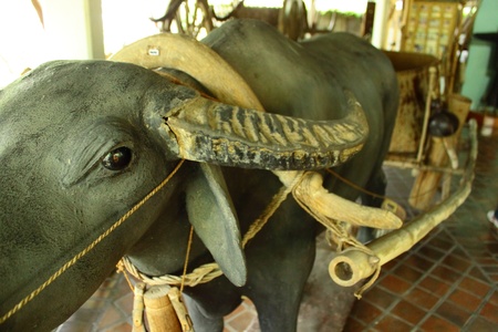 A water buffalo yoking two wheels cartの写真素材