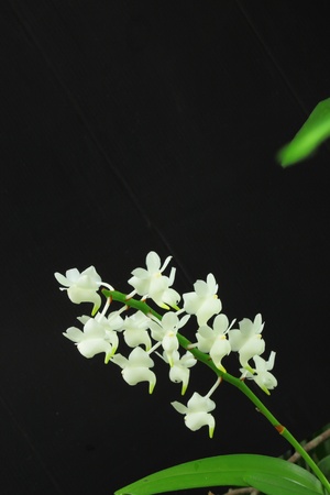 Aerides odorata,Closed pouch rose orchidの写真素材