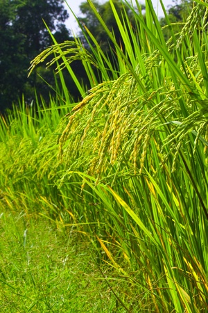 On the second stage of rice cultivationの写真素材