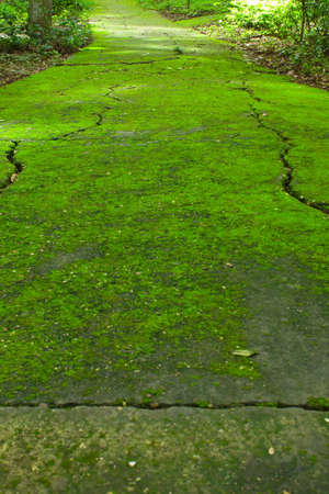 The path under the mossの写真素材