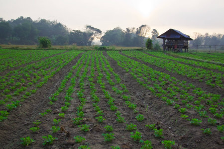 Groundnut farm on early morning,Thailandの写真素材