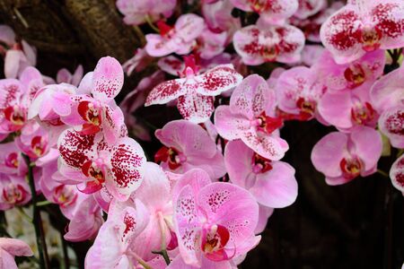 Pink Vanda in farm of Thailandの写真素材
