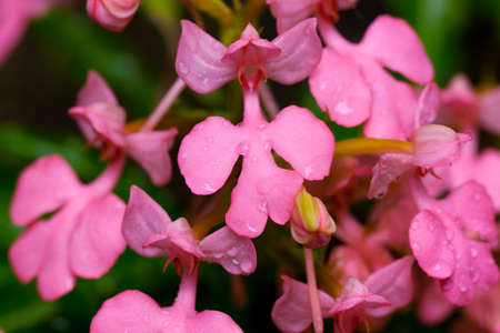 Habenaria rhodochela,found them in Thailand onlyの写真素材