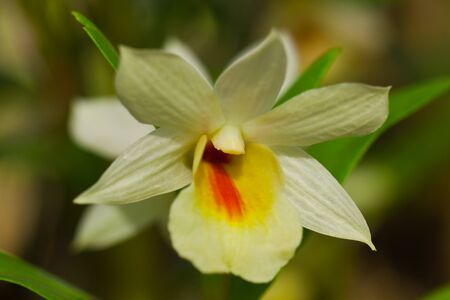 Dendrobium formosum Roxb  ex Lindl,large silver orchidの写真素材