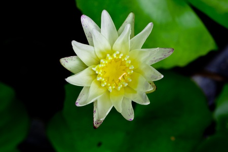 White small water lily for decoration in gardenの写真素材