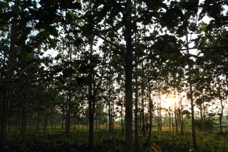 Teak farm on evening sunshineの写真素材