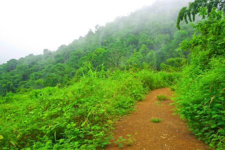Pathway into the mountain covered with fog on morningの写真素材