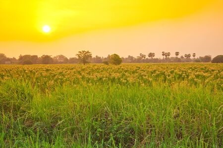 Tobacco field on the morning,Thailandの写真素材