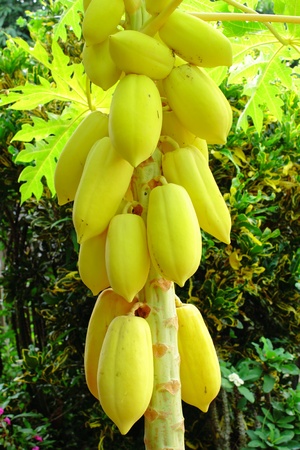 Golden papaya or Carica Papaya Linnの写真素材