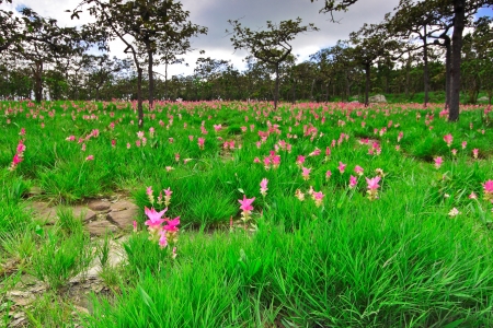 Pink flower from bulb plant,Cercuma-alismatifolia-Gagnepの写真素材