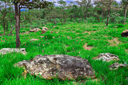 Field of Patumma flowerの写真素材