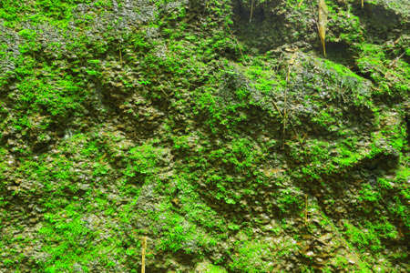 Background of mossy cliffの写真素材
