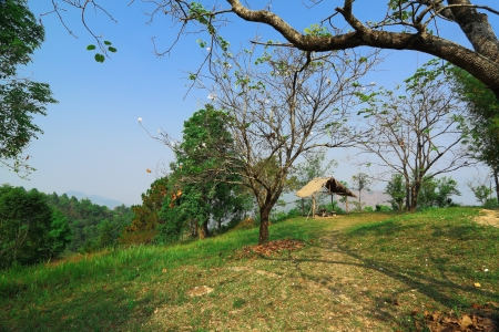 Go into the Purple Bauhinia gardenの写真素材