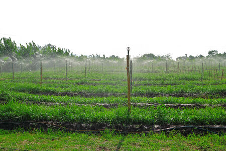 Water giver or sprinkler system in open farmの写真素材