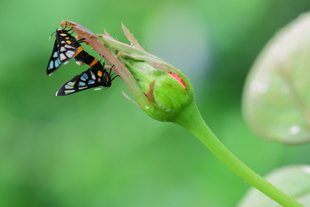 Euchromid moth on twinの写真素材