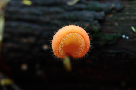 Yellow pink burn cup in tropical of Thailandの写真素材