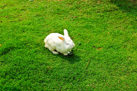 White rabbit on green lawnの写真素材
