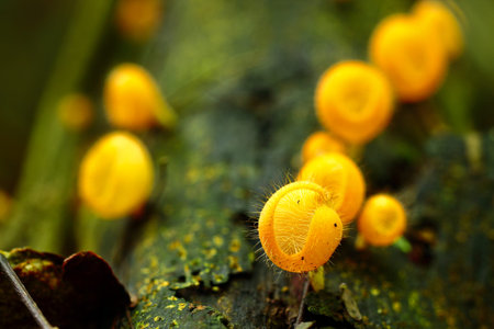 Group of Yellow pink burn cup in tropical of Thailand