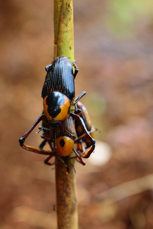 Cyrtotrachelus on breedingの写真素材
