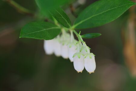 Vaccinium sprengelii,its wood can become cigarette laterの写真素材